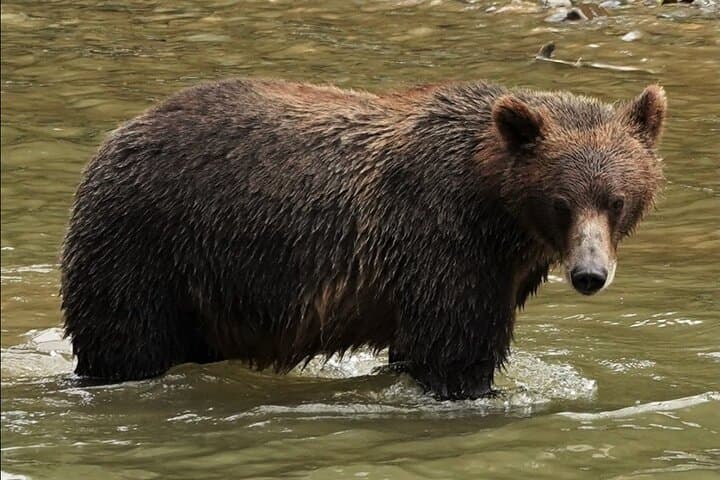 Deluxe Grizzlies and Homalco Culture Tour — Campbell River Wildlife & Boat Experience photo 4