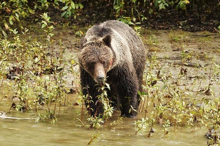 Deluxe Grizzlies and Homalco Culture Tour — Campbell River Wildlife & Boat Experience photo 6