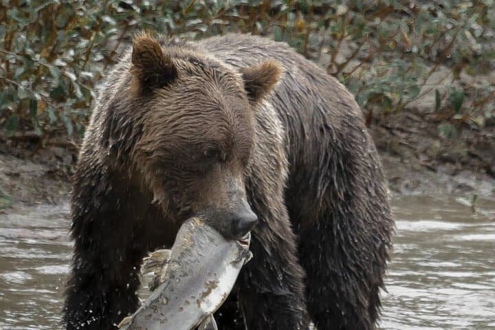 Deluxe Grizzlies and Homalco Culture Tour — Campbell River Wildlife & Boat Experience