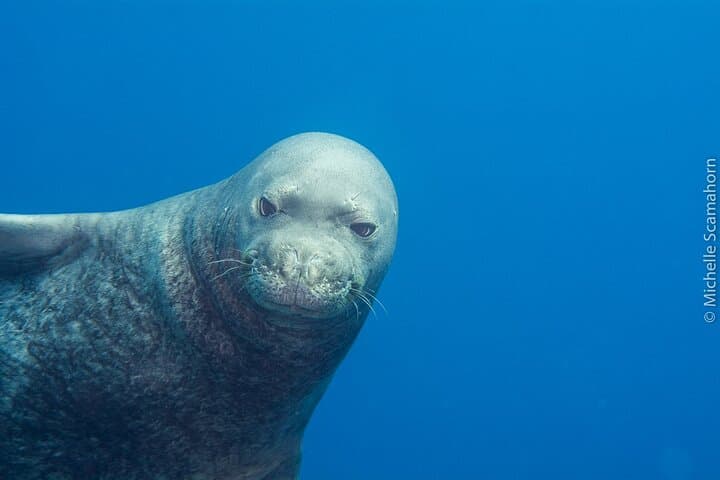 Private Niihau Scenic Snorkel from Waimea — Lehua Crater, Monk Seals & Manta Rays photo 2