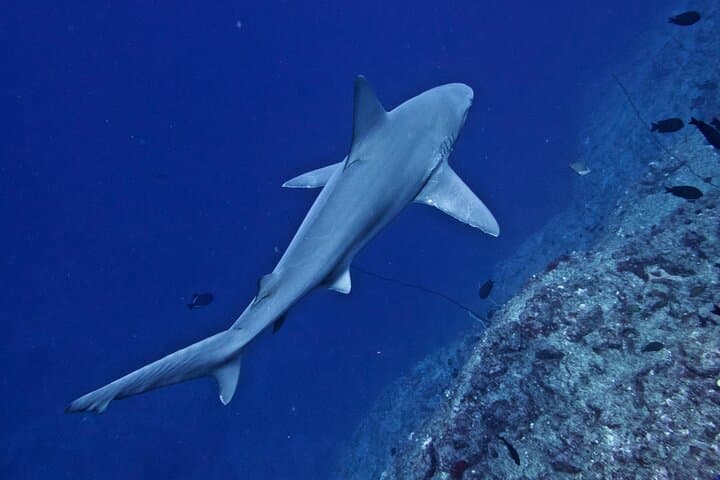 Private Niihau Scenic Snorkel from Waimea — Lehua Crater, Monk Seals & Manta Rays photo 4