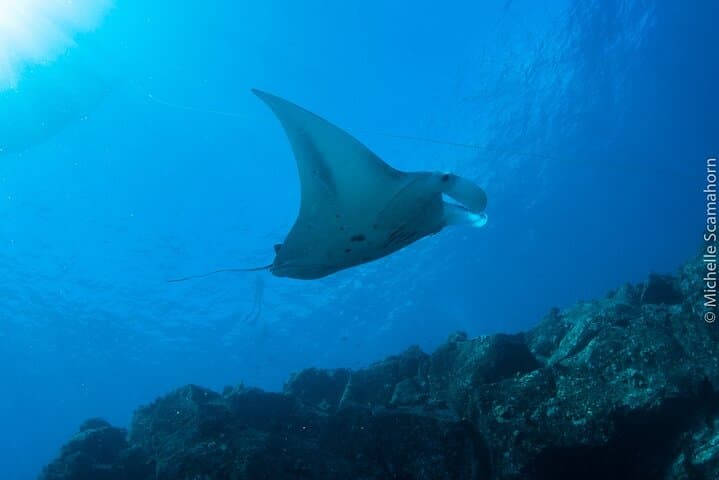 Private Niihau Scenic Snorkel from Waimea — Lehua Crater, Monk Seals & Manta Rays