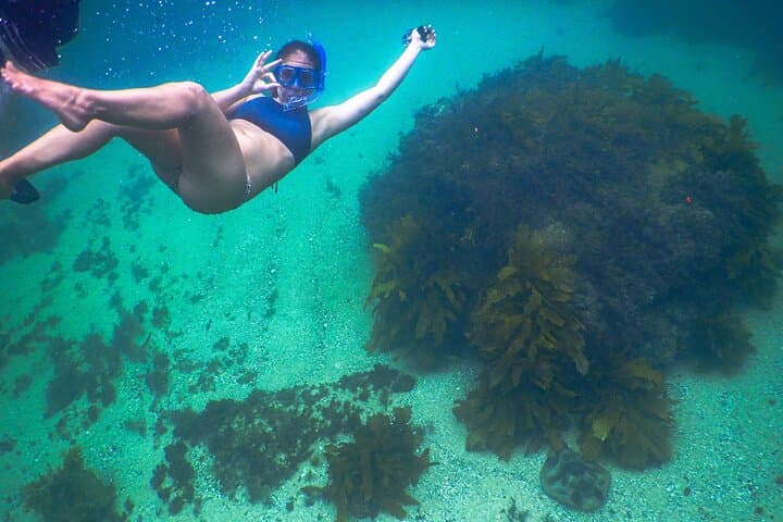 Snorkel Clovelly Beach: Discover Sydney’s Underwater Wonders