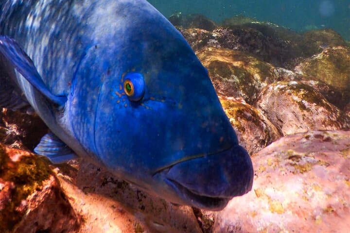 Private Snorkeling Tour in Sydney's Bronte-Coogee Marine Reserve photo 2