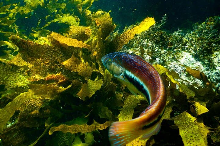 Private Snorkeling Tour in Sydney's Bronte-Coogee Marine Reserve