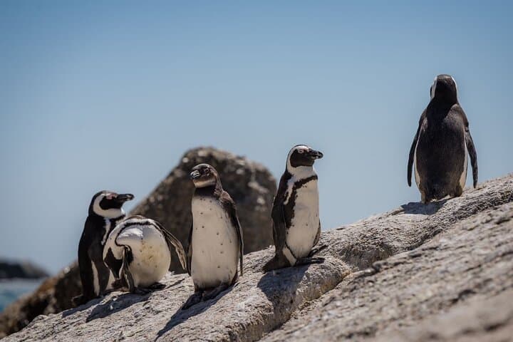 Cape Point & Penguin Adventure: Full-Day Scenic Tour from Cape Town photo 4