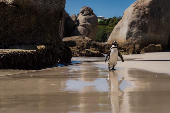 Cape Point & Penguin Adventure: Full-Day Scenic Tour from Cape Town photo 5