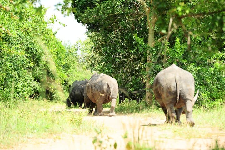 3-Day Murchison Falls Big 5 & Rhino Safari from Entebbe photo 2