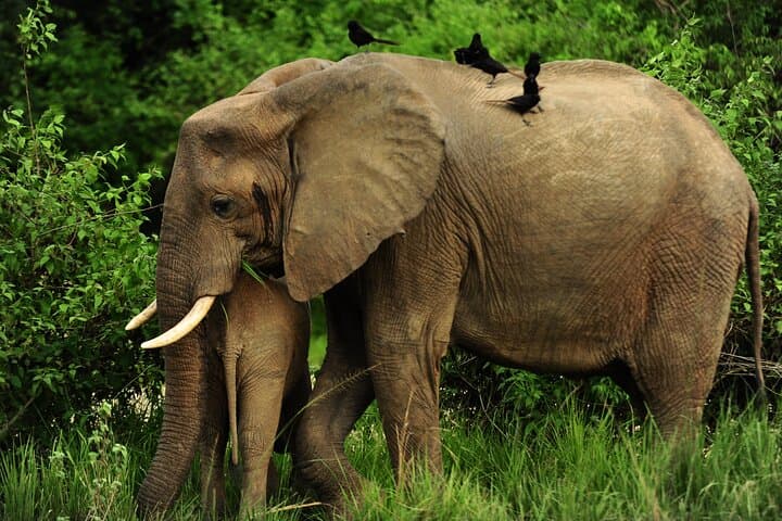 3-Day Murchison Falls Big 5 & Rhino Safari from Entebbe photo 3