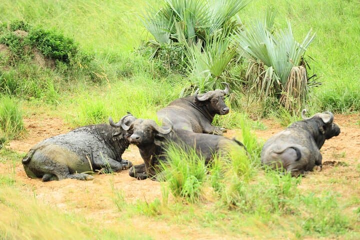 3-Day Murchison Falls Big 5 & Rhino Safari from Entebbe photo 4