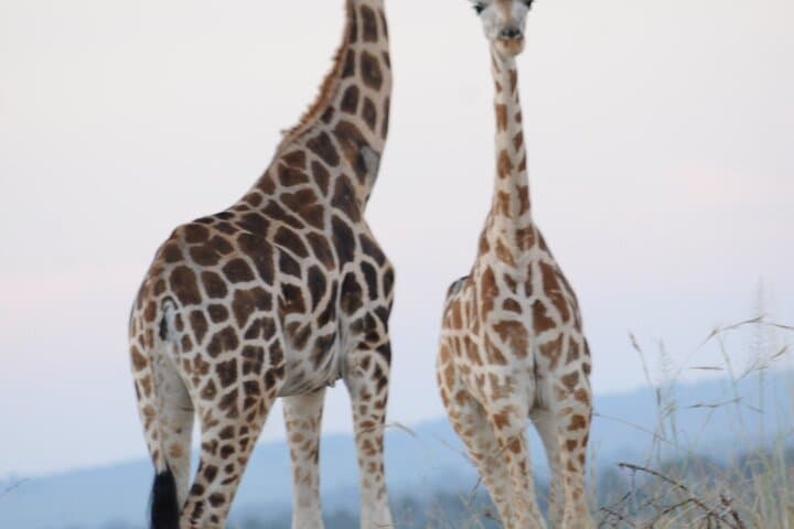 3-Day Murchison Falls Big 5 & Rhino Safari from Entebbe photo 6