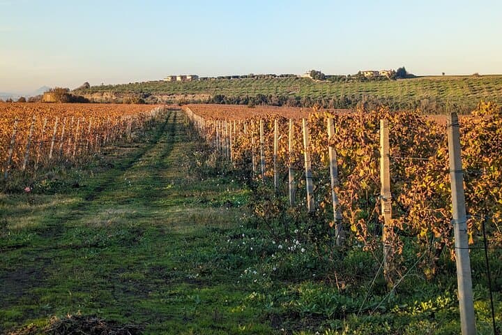 E-Bike Through Frascati Vineyards: Train Ride and Wine Tasting from Rome photo 5