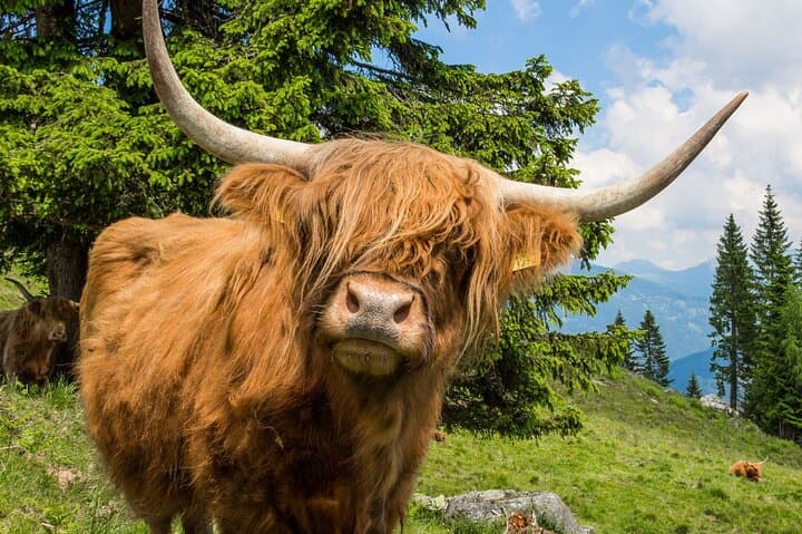 Loch Ness, Glencoe & Whisky Day Tour from Edinburgh: Cruise, Walks & Highlands photo 2