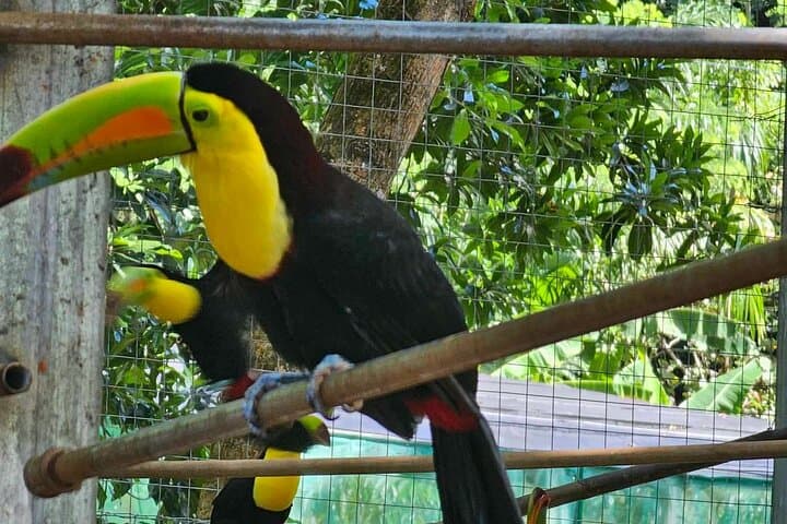 Roatán Glass-Bottom Boat & Wildlife Sanctuary with Chocolate and Rum Tasting photo 6