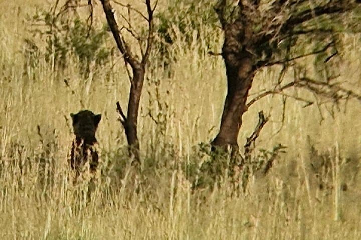 Full-Day Pilanesberg Safari from Johannesburg: Big Five, Wild Plains, and Practical Tips photo 6