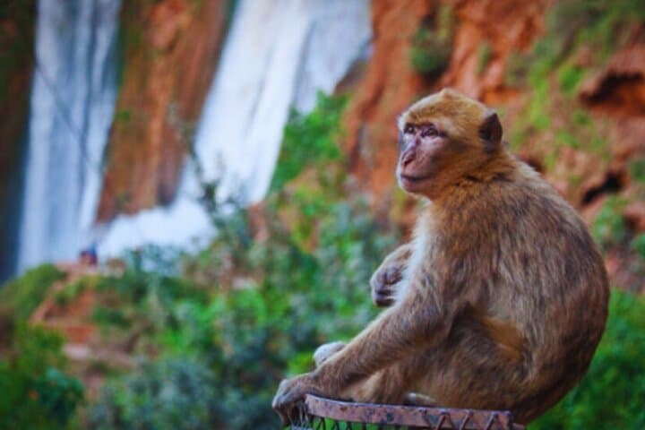 Ouzoud Waterfalls Day Trip from Marrakech — Boat Ride, Monkeys & Basins photo 5