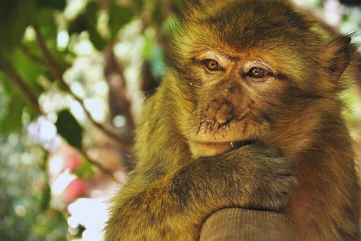 Ouzoud Waterfalls Day Trip from Marrakech — Boat Ride, Monkeys & Basins photo 2