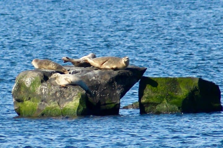 Wickford Seal-Watching Cruise — 75-Minute Harbor Tour to See Seals photo 5