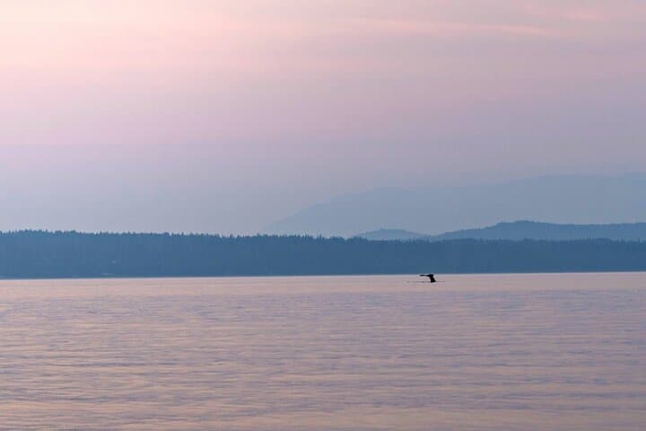 Sunset on the Salish Sea: Campbell River Evening Boat Tour photo 2