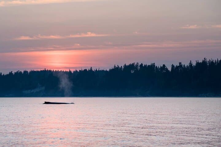 Sunset on the Salish Sea: Campbell River Evening Boat Tour photo 3