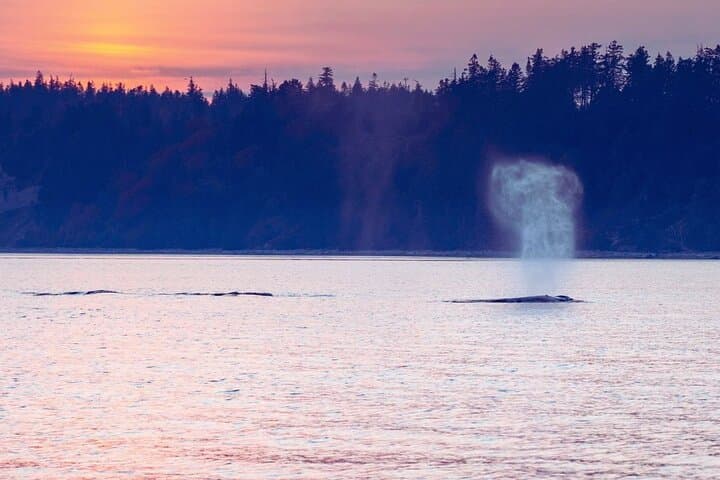 Sunset on the Salish Sea: Campbell River Evening Boat Tour