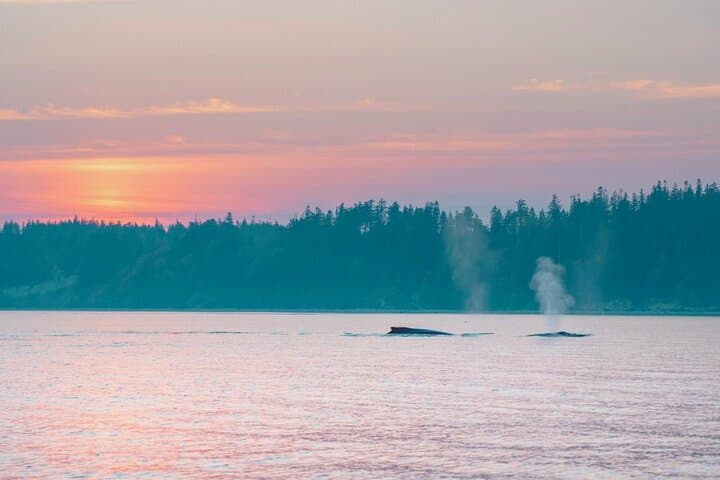 Sunset on the Salish Sea: Campbell River Evening Boat Tour photo 5
