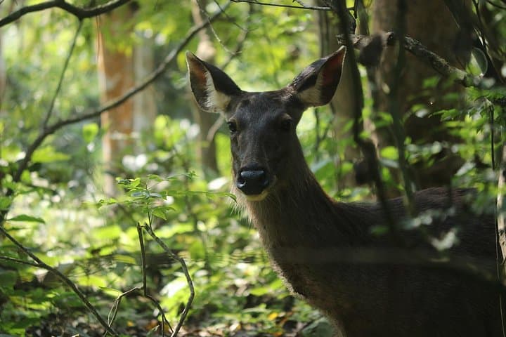 Jeep Safari in Chitwan National Park — 4–5 Hour Wildlife Drive from Sauraha photo 2