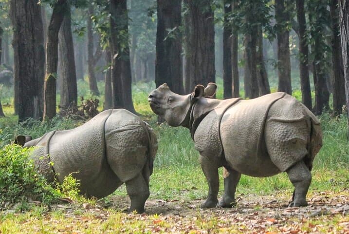 Jeep Safari in Chitwan National Park — 4–5 Hour Wildlife Drive from Sauraha photo 3