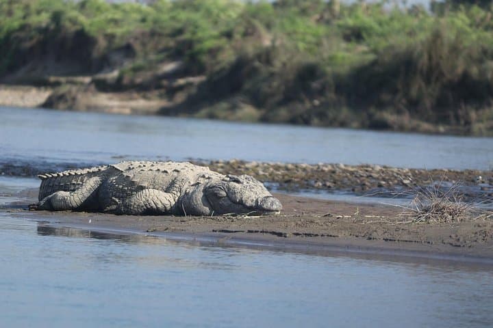 Jeep Safari in Chitwan National Park — 4–5 Hour Wildlife Drive from Sauraha photo 4