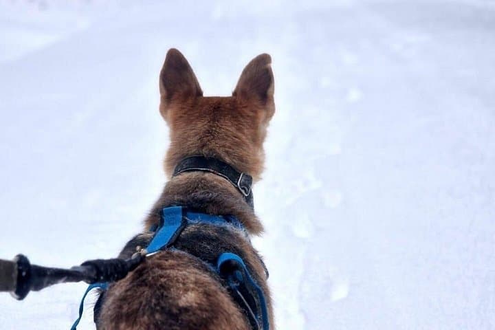 Snowshoe Husky Hike in Swedish Lapland — Dog-Guided Winter Trek & Kennel Fire photo 2