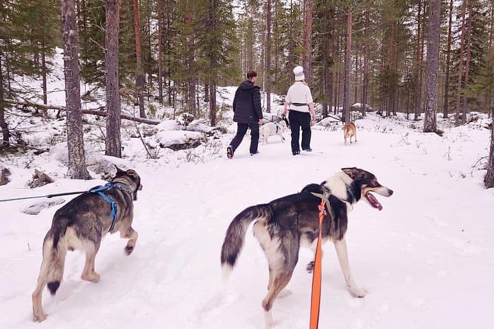 Snowshoe Husky Hike in Swedish Lapland — Dog-Guided Winter Trek & Kennel Fire photo 3