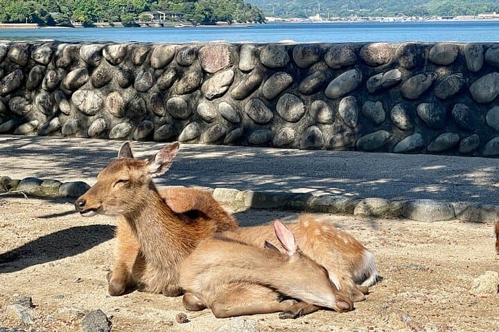 Half-Day Miyajima Private Tour: Itsukushima Shrine, Floating Torii & Local Secrets photo 4