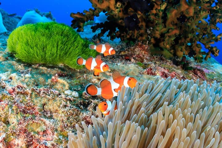 Similan Islands Premium Full-Day Speedboat & Snorkel Tour from Phuket photo 5