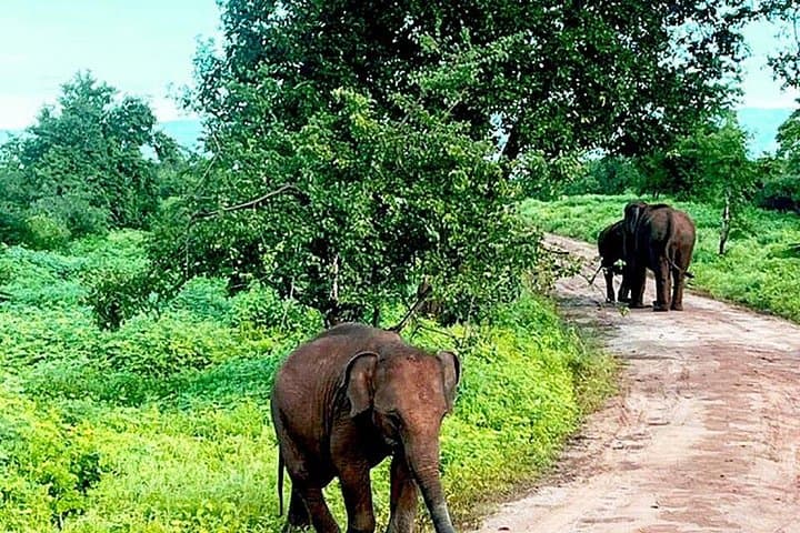 Udawalawe National Park Safari: Private 4x4 Wildlife Drive & Half-Board Stay Guide photo 3