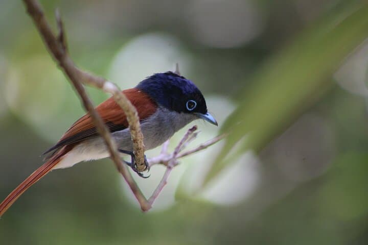 Ebony Forest Chamarel: Guided Endemic Birdwatching Tour photo 5