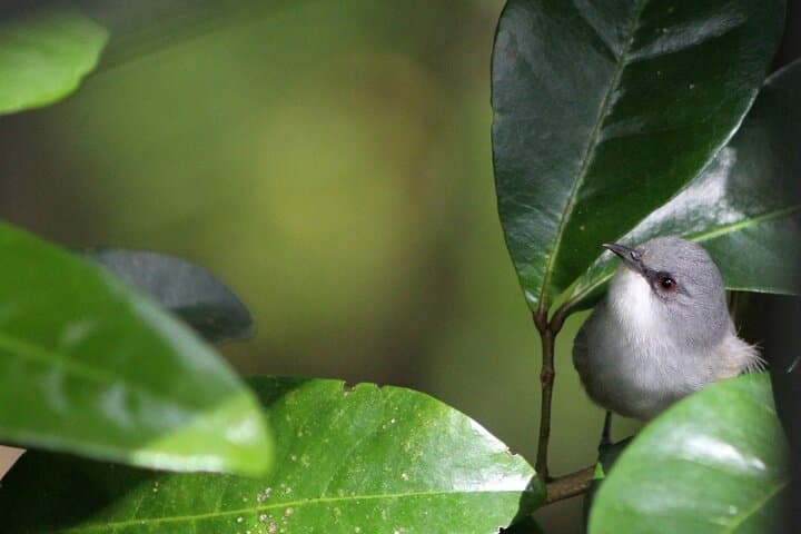 Ebony Forest Chamarel: Guided Endemic Birdwatching Tour photo 6