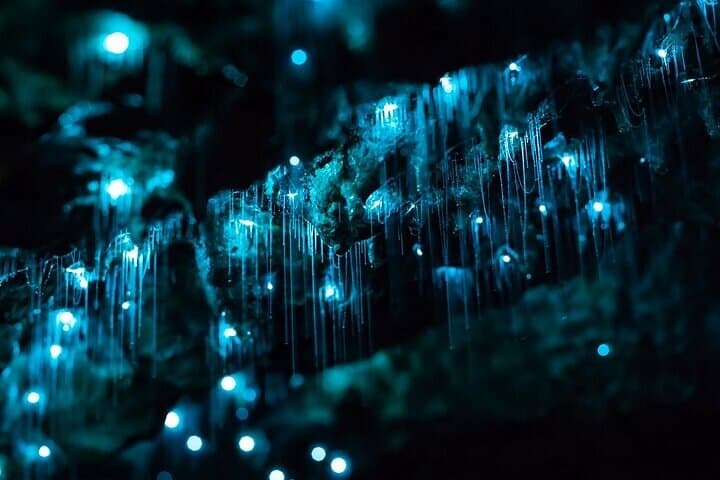 Exploring Waitomo Glow Worm Caves: Guided Boat Tour from Auckland photo 5