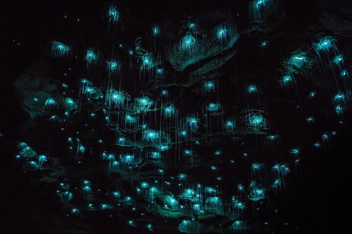 Exploring Waitomo Glow Worm Caves: Guided Boat Tour from Auckland photo 2