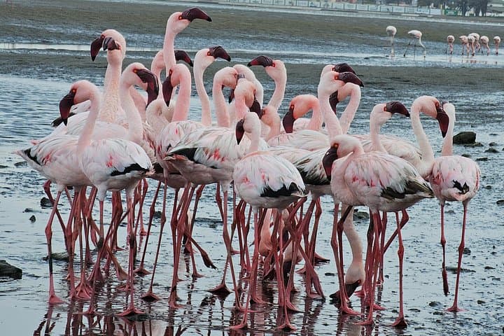 Sandwich Harbour Tour: When the Namib Desert Meets the Atlantic - Dunes, Birds & Beach Drives photo 4