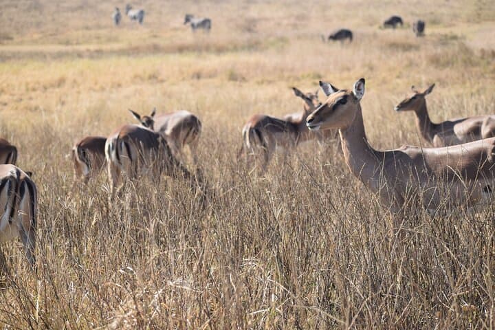 Tala Game Reserve Safari From Durban: Private Shore Excursion to See Giraffe, Eland & Hippo photo 6