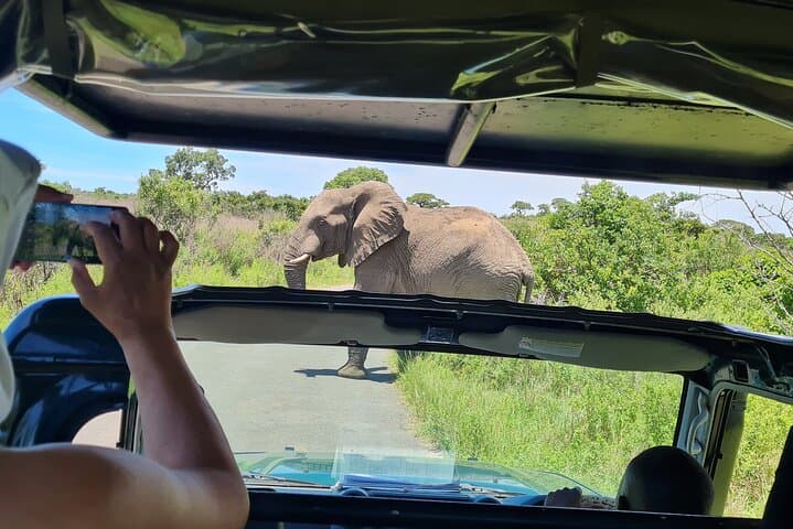 Richards Bay to Hluhluwe Safari — Private Small-Group Big 5 Shore Excursion photo 4