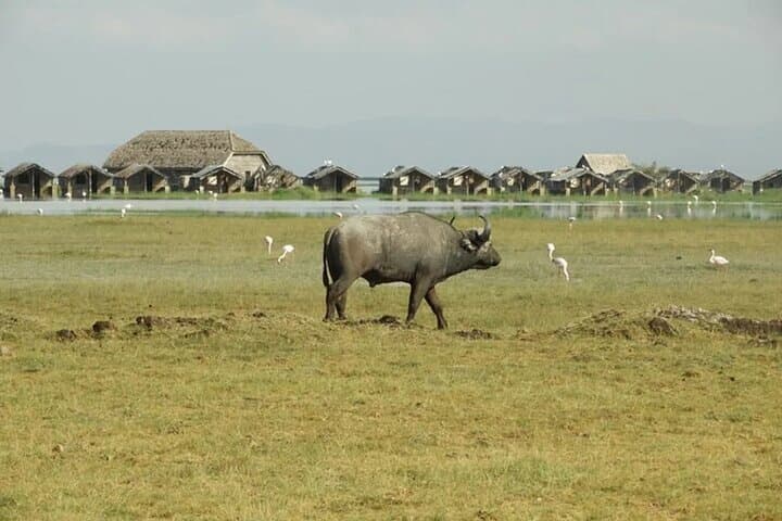 Nairobi National Park Morning Game Drive — City Skyline Safari at Dawn photo 3