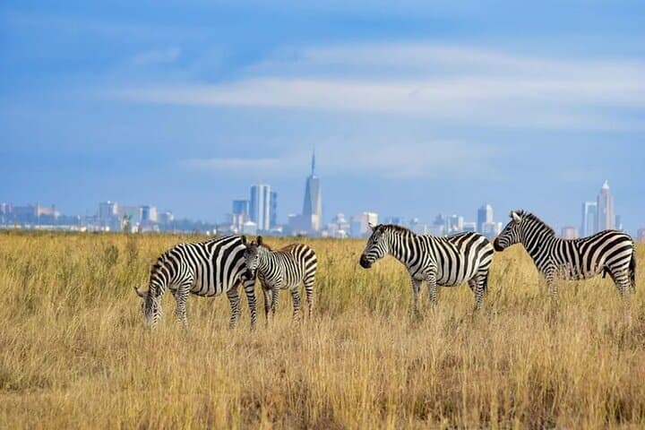 Nairobi National Park Morning Game Drive — City Skyline Safari at Dawn photo 4