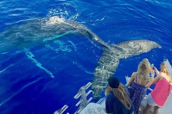 Exceptional Maui Whale Watch: Luxury Maalaea Catamaran Experience