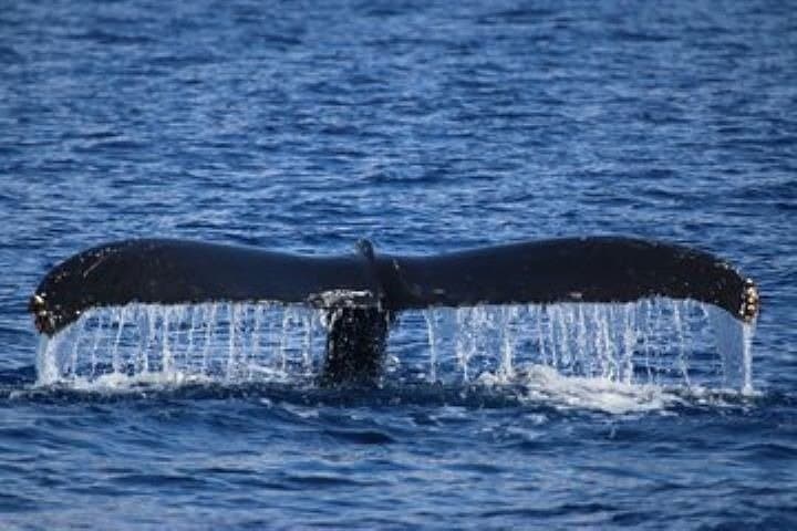 Exceptional Maui Whale Watch: Luxury Maalaea Catamaran Experience photo 6