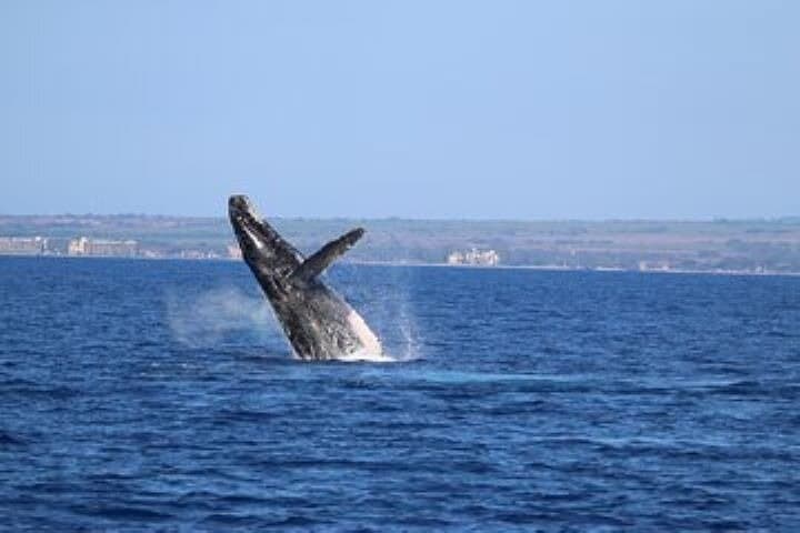 Exceptional Maui Whale Watch: Luxury Maalaea Catamaran Experience photo 3