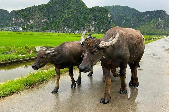 Hanoi to Ninh Binh Motorbike Day Trip: Real Countryside Ride photo 4