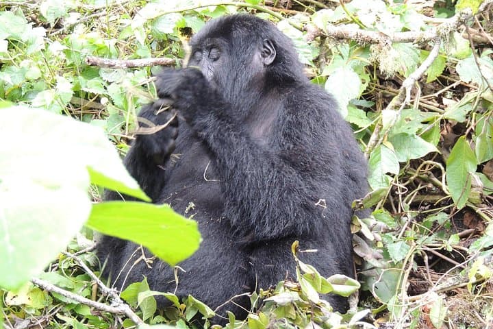 10-Day Uganda Wildlife Safari — Gorilla Trekking in Bwindi, Chimps in Kibale & Murchison Falls photo 3