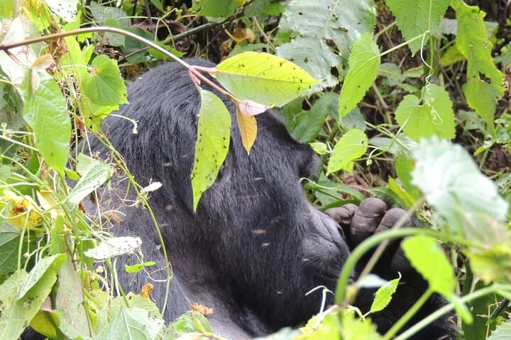 3-Day Bwindi Gorilla Trek from Kigali — Rushaga Itinerary, Permits & Tips photo 2