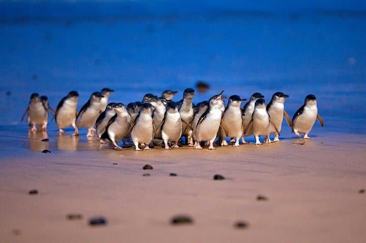 Private Phillip Island Day Tour from Melbourne — Koalas, Nobbies & Penguin Parade